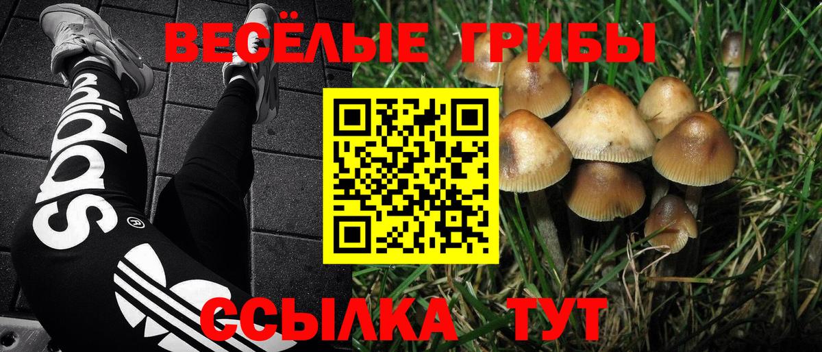 Тайшет  Галлюциногенные грибы мицелий  Галлюциногенные грибы Psilocybe  закладка  Вход с VPN 